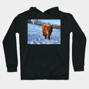 Scottish Highland Cattle Calf 1652 Hoodie